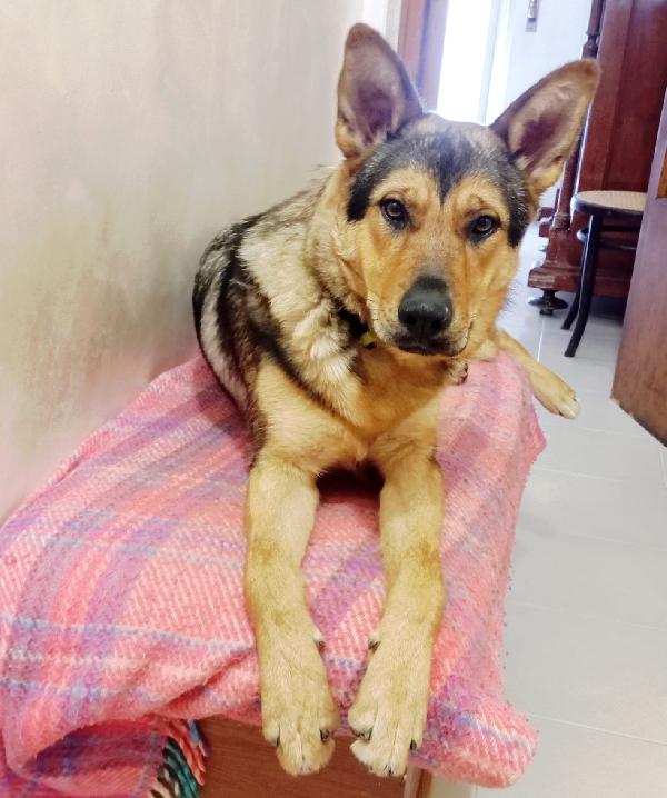 Ninì, affettuosa, sicuro abbandono Foto 4